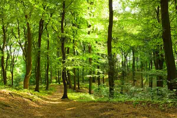 Baumbestattung Baumbestattung